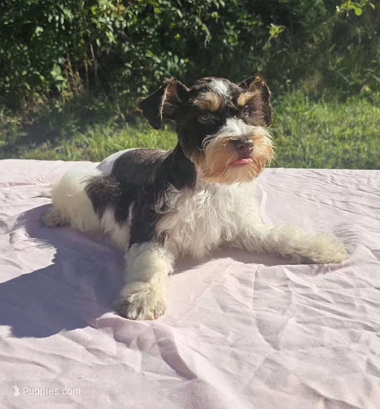 George – Miniature Schnauzer puppy for sale in Ramseur, NC
