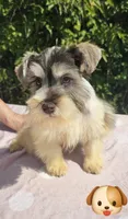 Olaf, a male Miniature Schnauzer for sale in Ramseur, NC – 4 of 8