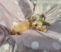 Ruby (blue eyes), a female Miniature Schnauzer for sale in Ramseur, NC – 2 of 10