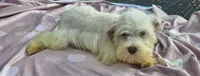 Clara (blue eyes), a female Miniature Schnauzer for sale in Ramseur, NC – 7 of 10