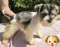 Olaf, a male Miniature Schnauzer for sale in Ramseur, NC – 5 of 8