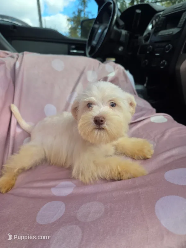 Clara (blue eyes) – Miniature Schnauzer puppy for sale in Ramseur, NC