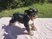 Tiffany, a female Miniature Schnauzer for sale in Ramseur, NC – 2 of 10