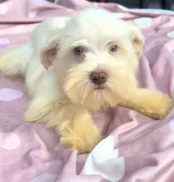 Clara (blue eyes), a female Miniature Schnauzer for sale in Ramseur, NC – 4 of 10