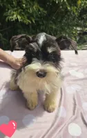 Elsa, a female Miniature Schnauzer for sale in Ramseur, NC – 2 of 9