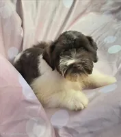 Oliver, a male Miniature Schnauzer for sale in Ramseur, NC – 6 of 9