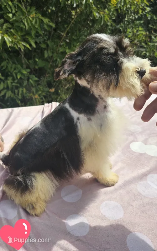 Elsa – Miniature Schnauzer puppy for sale in Ramseur, NC