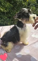 Elsa, a female Miniature Schnauzer for sale in Ramseur, NC – 3 of 9