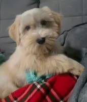 Ruby (blue eyes), a female Miniature Schnauzer for sale in Ramseur, NC – 6 of 10