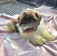 Oliver, a male Miniature Schnauzer for sale in Ramseur, NC – 3 of 9