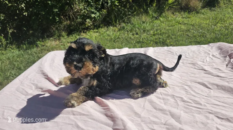 Tiffany – Miniature Schnauzer puppy for sale in Ramseur, NC
