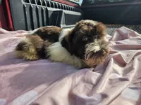 Oliver, a male Miniature Schnauzer for sale in Ramseur, NC – 5 of 9