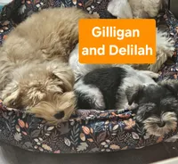 Elsa, a female Miniature Schnauzer for sale in Ramseur, NC – 9 of 9