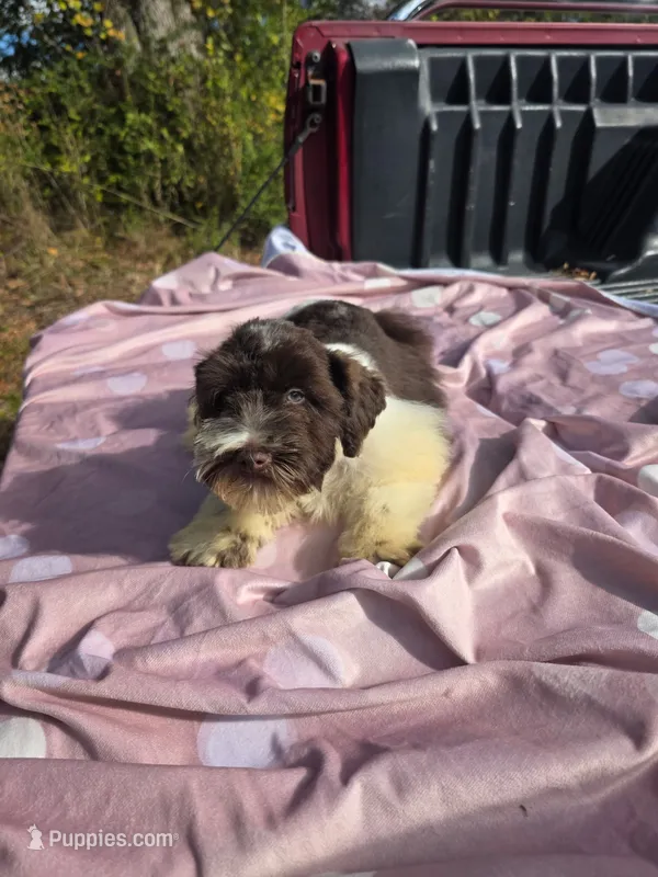 Oliver – Miniature Schnauzer puppy for sale in Ramseur, NC