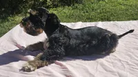 Tiffany, a female Miniature Schnauzer for sale in Ramseur, NC – 6 of 10