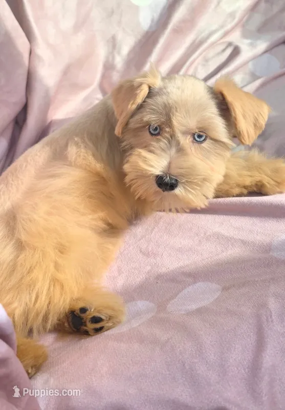 Ruby (blue eyes) – Miniature Schnauzer puppy for sale in Ramseur, NC