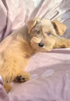 Ruby (blue eyes), a female Miniature Schnauzer for sale in Ramseur, NC – 1 of 10