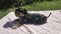 Tiffany, a female Miniature Schnauzer for sale in Ramseur, NC – 5 of 10