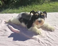 George, a male Miniature Schnauzer for sale in Ramseur, NC – 3 of 10