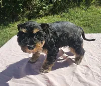 Tiffany, a female Miniature Schnauzer for sale in Ramseur, NC – 7 of 10