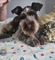 Ruby (blue eyes), a female Miniature Schnauzer for sale in Ramseur, NC – 9 of 10