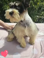 Elsa, a female Miniature Schnauzer for sale in Ramseur, NC – 1 of 9
