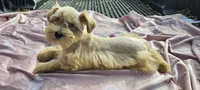 Ruby (blue eyes), a female Miniature Schnauzer for sale in Ramseur, NC – 7 of 10