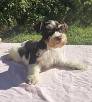 George, a male Miniature Schnauzer for sale in Ramseur, NC – 6 of 10