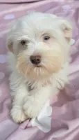 Clara (blue eyes), a female Miniature Schnauzer for sale in Ramseur, NC – 5 of 10