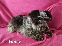 Clara (blue eyes), a female Miniature Schnauzer for sale in Ramseur, NC – 8 of 10