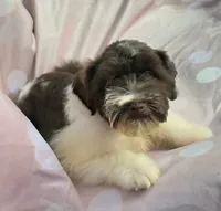 Oliver, a male Miniature Schnauzer for sale in Ramseur, NC – 2 of 9