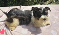 Elsa, a female Miniature Schnauzer for sale in Ramseur, NC – 4 of 9