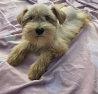 Ruby (blue eyes), a female Miniature Schnauzer for sale in Ramseur, NC – 4 of 10