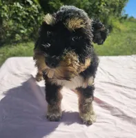Tiffany, a female Miniature Schnauzer for sale in Ramseur, NC – 3 of 10