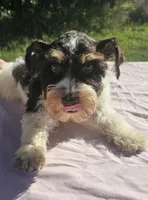 George, a male Miniature Schnauzer for sale in Ramseur, NC – 4 of 10