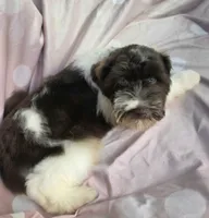 Oliver, a male Miniature Schnauzer for sale in Ramseur, NC – 4 of 9
