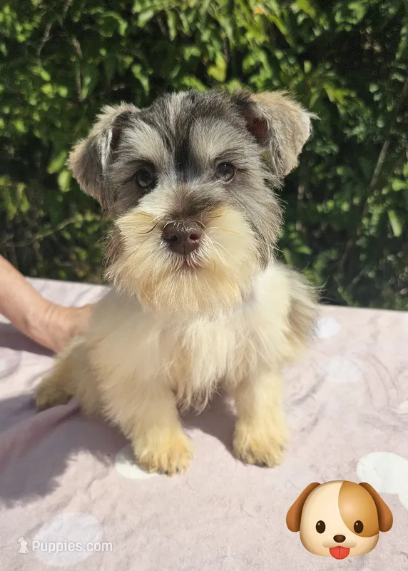 Olaf – Miniature Schnauzer puppy on hold in Ramseur, NC