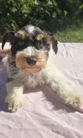 George, a male Miniature Schnauzer for sale in Ramseur, NC – 8 of 10