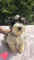 Elsa, a female Miniature Schnauzer for sale in Ramseur, NC – 6 of 9
