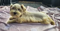 Ruby (blue eyes), a female Miniature Schnauzer for sale in Ramseur, NC – 5 of 10