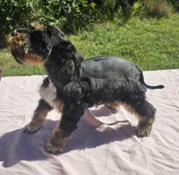 Tiffany, a female Miniature Schnauzer for sale in Ramseur, NC – 4 of 10
