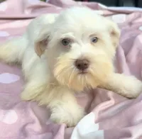 Clara (blue eyes), a female Miniature Schnauzer for sale in Ramseur, NC – 2 of 10