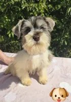 Olaf, a male Miniature Schnauzer for sale in Ramseur, NC – 3 of 8