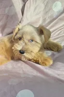 Ruby (blue eyes), a female Miniature Schnauzer for sale in Ramseur, NC – 3 of 10