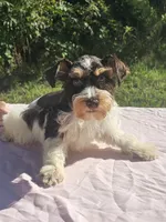 George, a male Miniature Schnauzer for sale in Ramseur, NC – 2 of 10