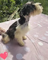 Elsa, a female Miniature Schnauzer for sale in Ramseur, NC – 5 of 9
