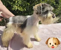 Olaf, a male Miniature Schnauzer for sale in Ramseur, NC – 2 of 8