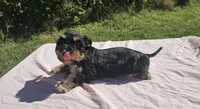 Tiffany, a female Miniature Schnauzer for sale in Ramseur, NC – 8 of 10