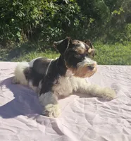 George, a male Miniature Schnauzer for sale in Ramseur, NC – 5 of 10