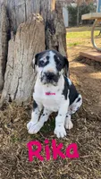 Rika, a female Great Dane for sale in Nocona, TX – Photo 3 of 4